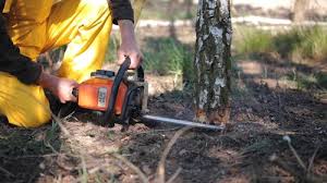 Best Tree Removal  in Tipton, CA