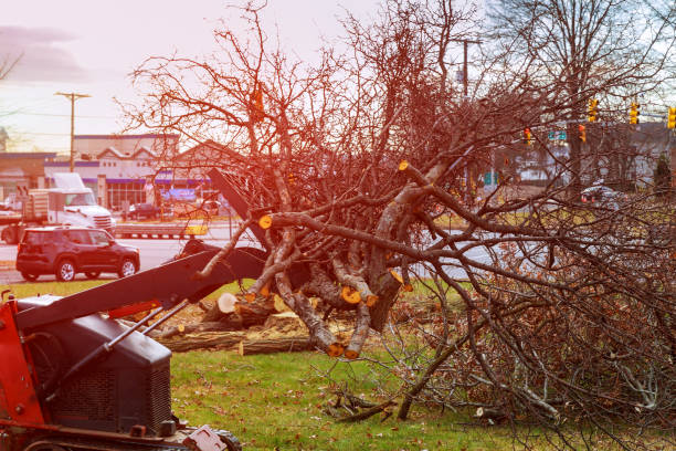 Best Tree Preservation Services  in Tipton, CA