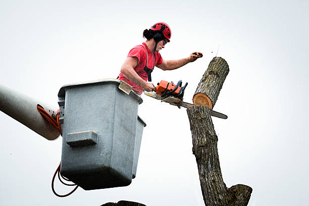 Leaf Removal in Tipton, CA