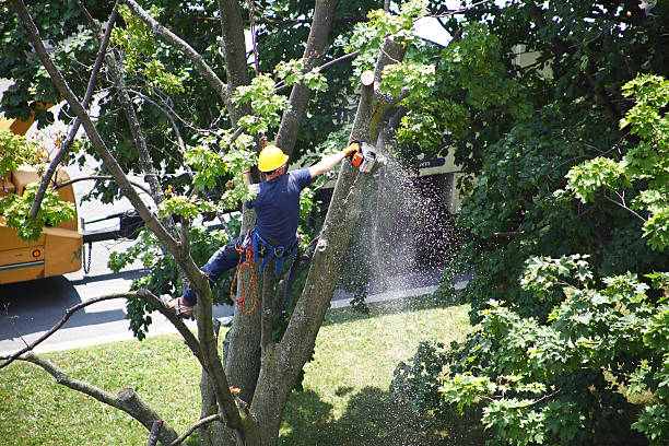 Lawn Irrigation Installation and Maintenance in Tipton, CA