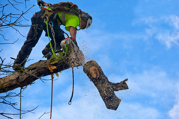 Best Stump Grinding and Removal  in Tipton, CA